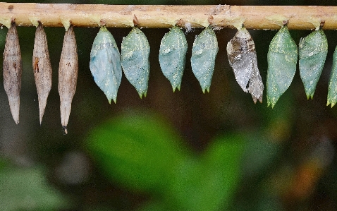 Tree nature branch wing Photo