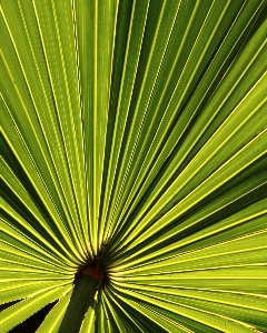 Baum natur zweig anlage Foto