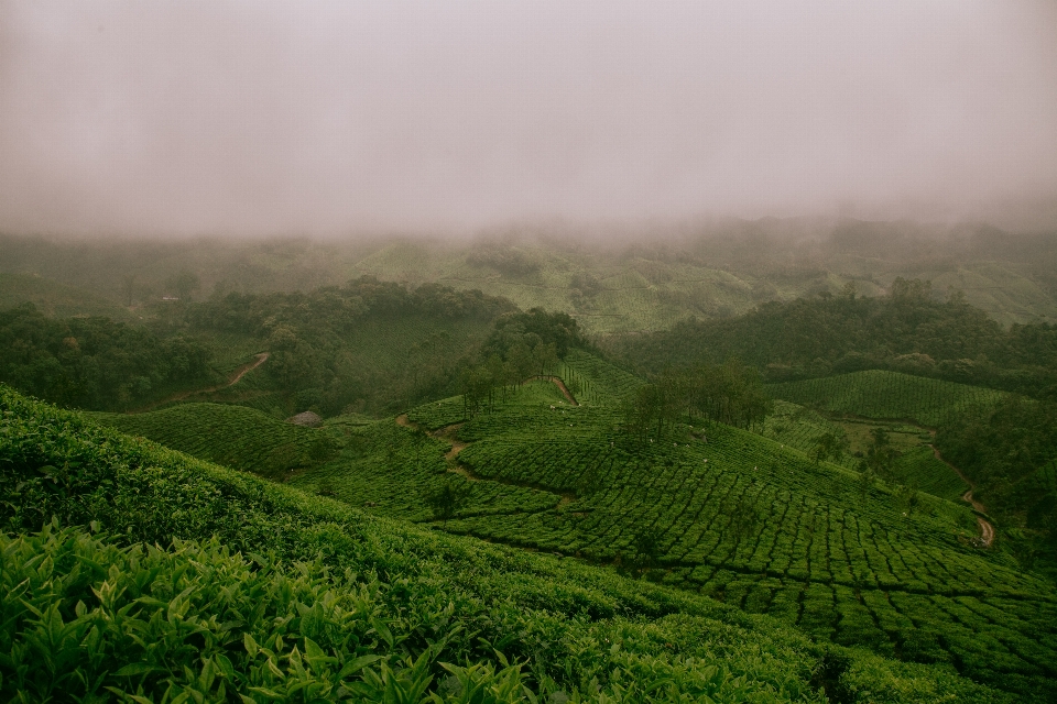 Paesaggio natura foresta nebbia