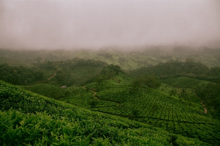 Landscape nature forest mist Photo