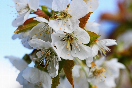 Tree branch blossom plant Photo