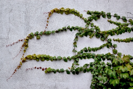 Branch plant leaf flower Photo