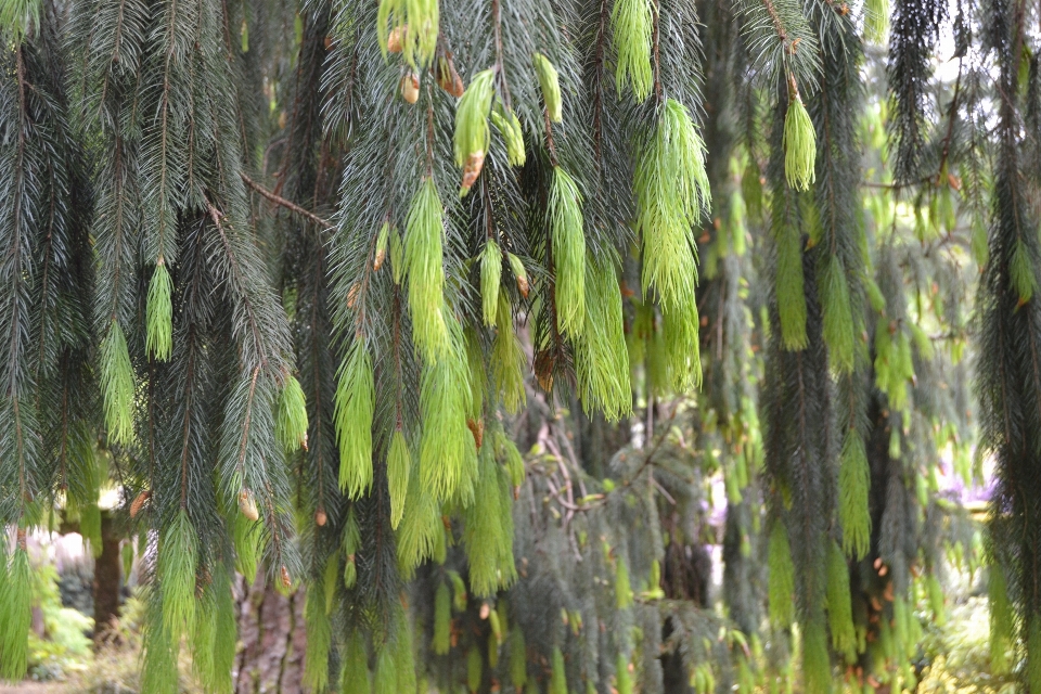 Baum natur wald sumpf