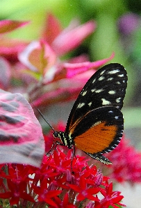 Nature outdoor blossom wing Photo