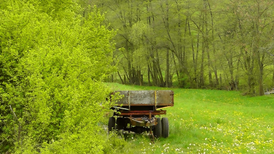 Baum natur wald gras