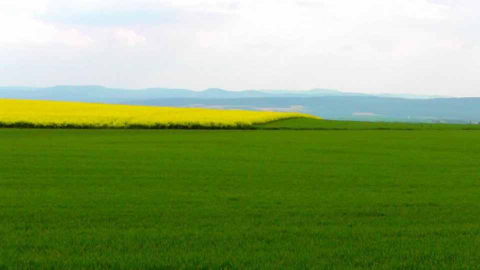 Landscape nature grass outdoor