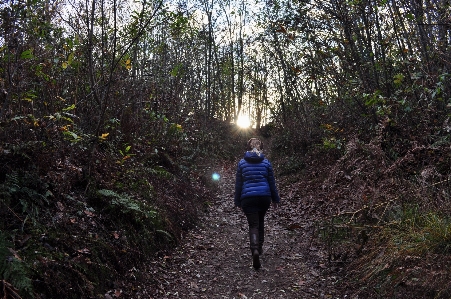 Photo Forêt région sauvage
 marche randonnée
