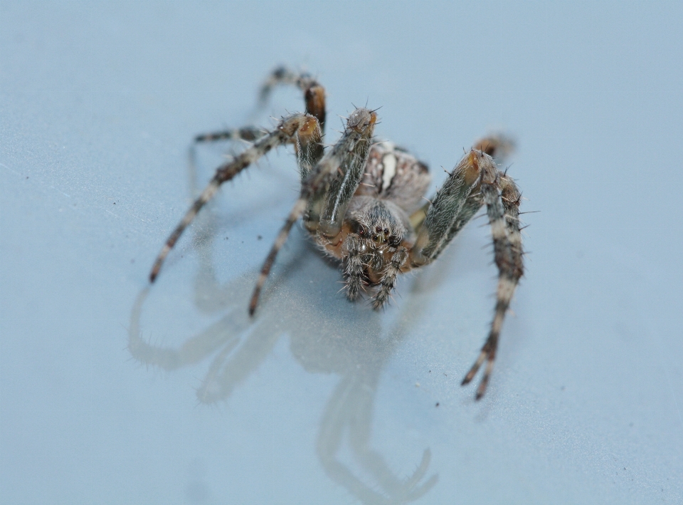 虫 fauna 無脊椎動物 閉じる
