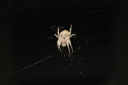 Foto Naturaleza ala en blanco y negro
 insecto