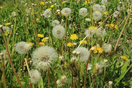 Nature grass plant field Photo