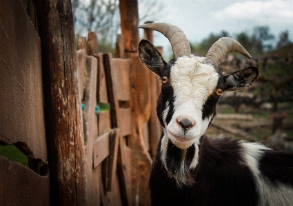 Foto Rambut satwa kambing klakson