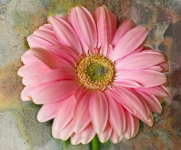 Nature blossom plant flower Photo