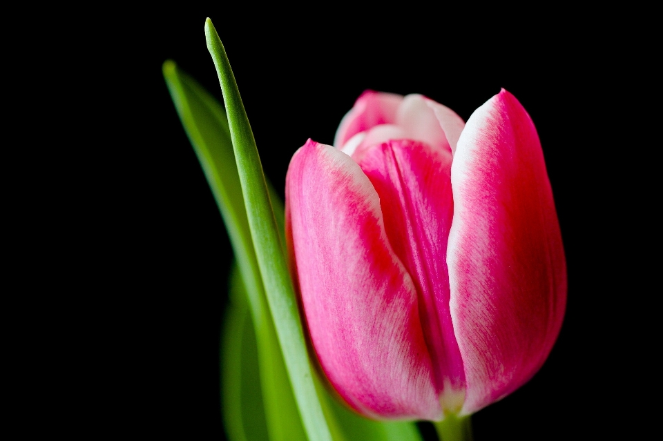 Plant flower petal tulip