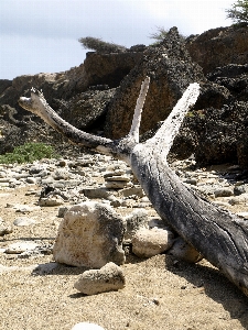 해변 풍경 바다 나무 사진