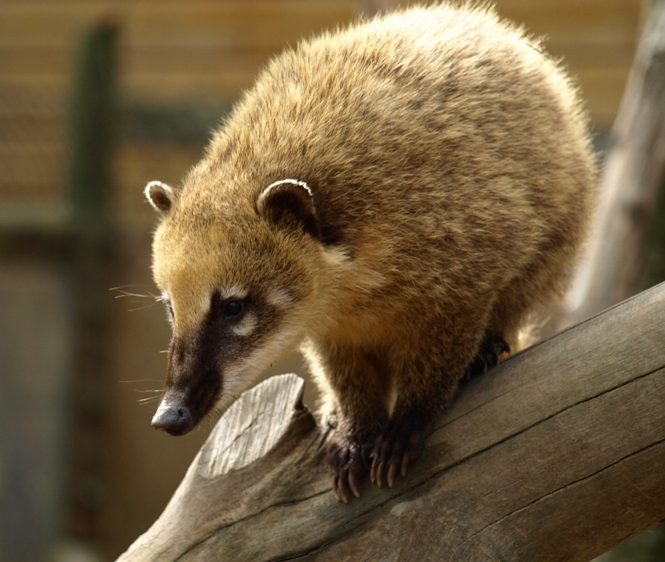 Animal urso animais selvagens mamífero