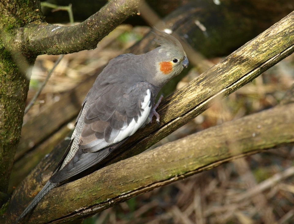 Nature branch bird wing