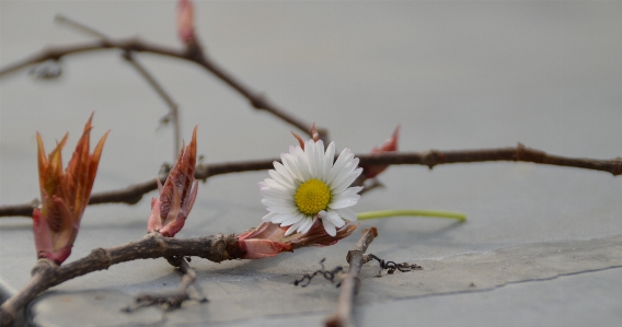 Tree branch blossom winter Photo