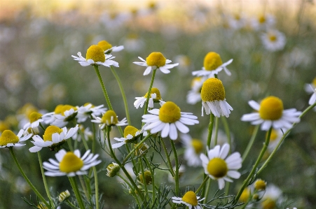 Foto Natura erba fiore pianta