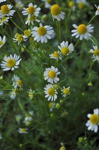 Nature blossom plant field Photo