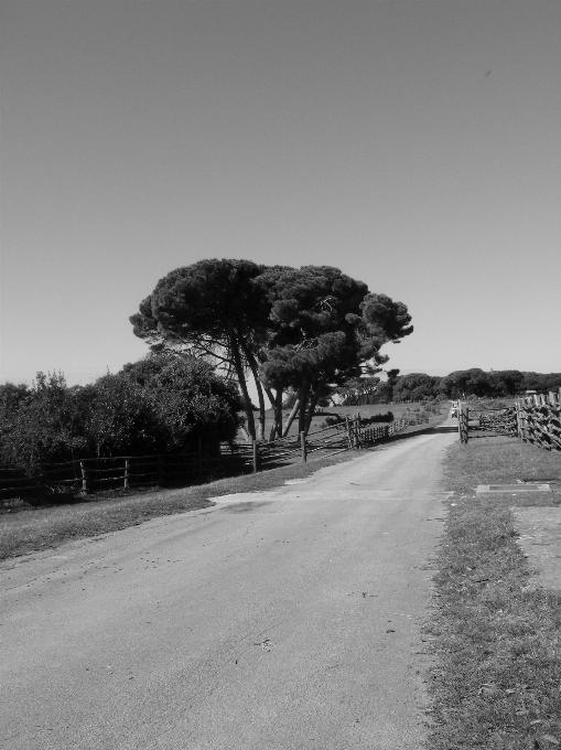 Landscape tree nature path