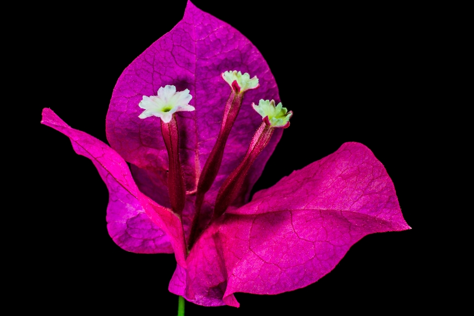 Blossom plant leaf flower