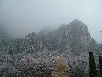 Tree nature forest wilderness Photo