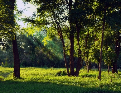 Landscape tree nature forest Photo