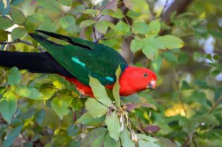 Branch bird leaf flower Photo