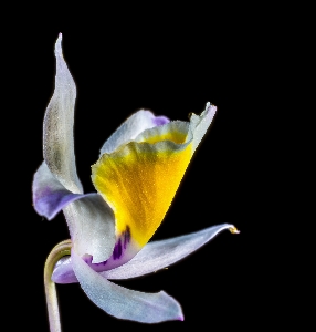 Blossom plant leaf flower Photo