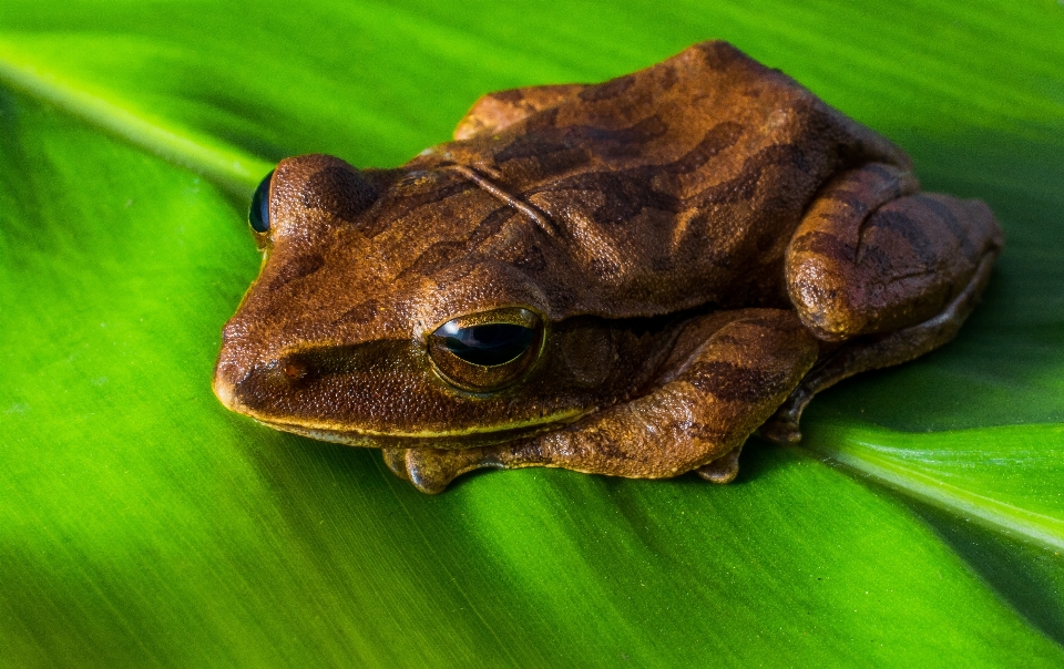 Natur blatt tierwelt grün