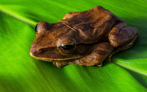 Nature leaf wildlife green Photo