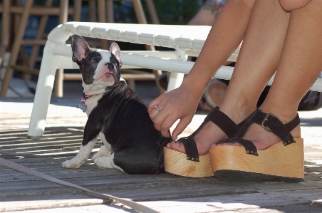 Feet puppy dog animal Photo