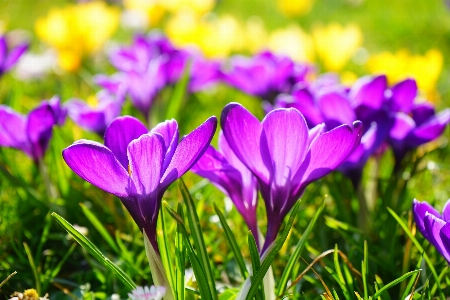 Foto Grama florescer plantar campo