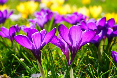 Blossom plant field meadow Photo