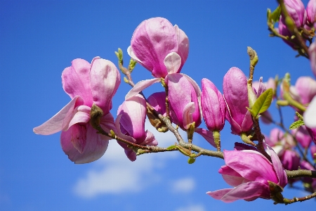 Branch blossom plant flower Photo