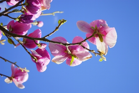 ブランチ 花 植物 白 写真