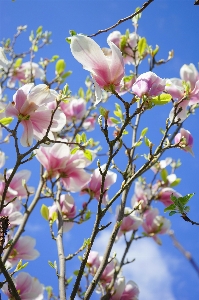 木 ブランチ 花 植物 写真