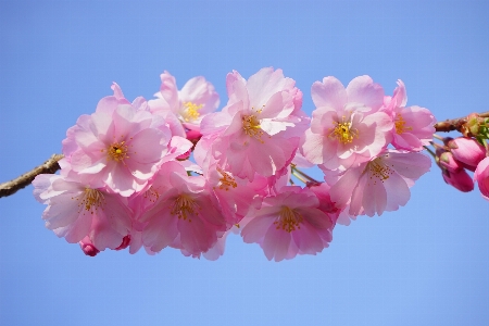 Tree branch blossom plant Photo