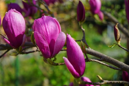 Blossom plant flower purple Photo