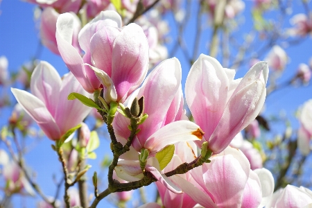 Blossom plant white flower Photo