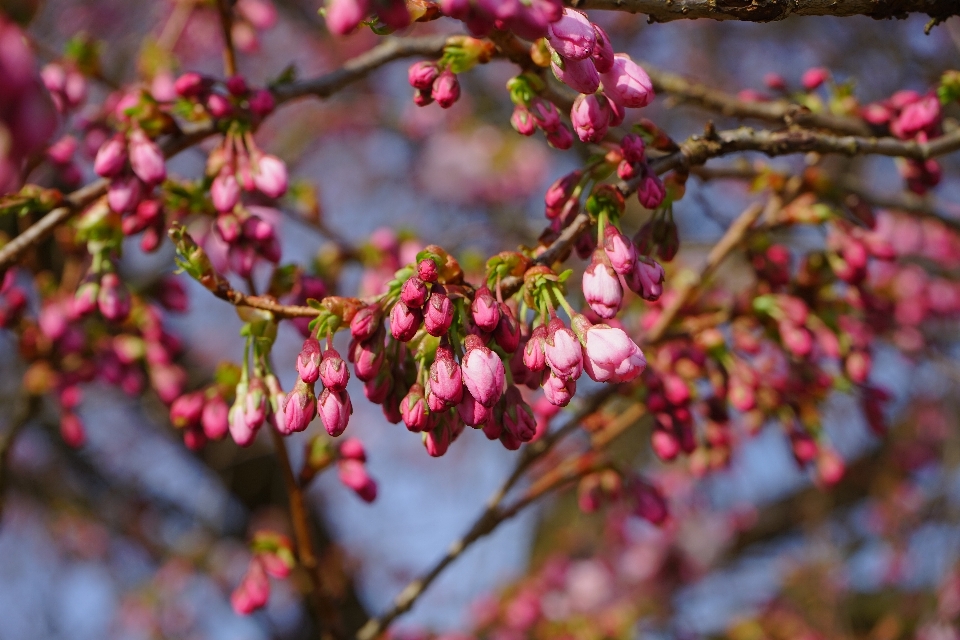 Baum zweig blüte anlage