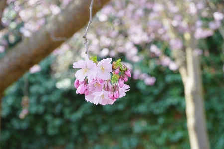 Tree nature branch blossom Photo