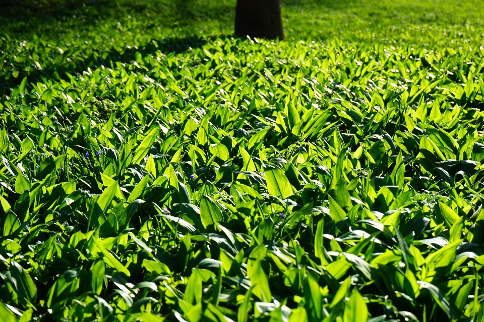 Forêt herbe usine champ