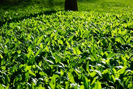 Forest grass plant field Photo