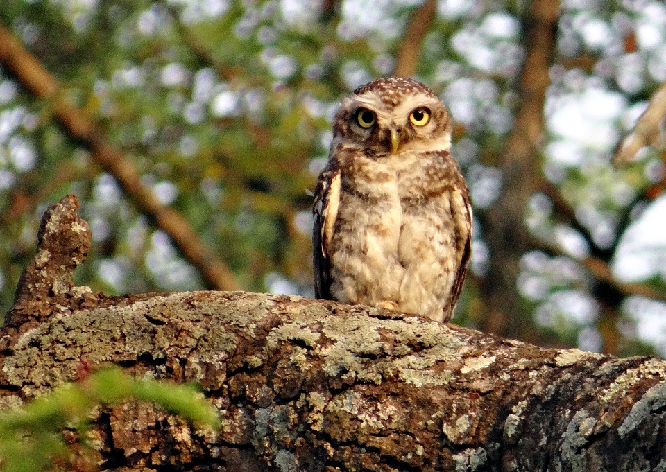 Nature bifurquer oiseau faune