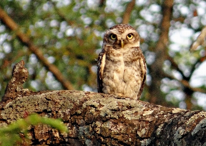 Nature branch bird wildlife Photo