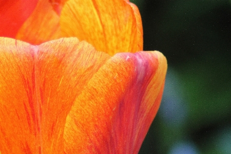 Blossom plant photography grain Photo