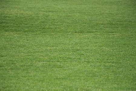 Landscape nature grass structure Photo