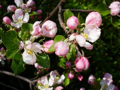 Tree nature branch blossom Photo