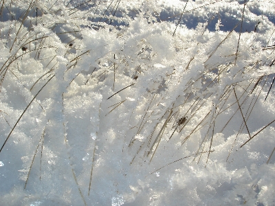 Tree grass outdoor branch Photo